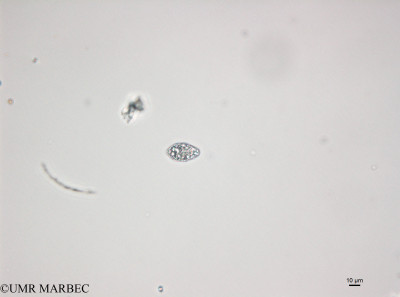 phyto/Bizerte/bizerte_bay/RISCO April 2014/Euglenoidea spp (150114_001_ovl -1)(copy)_thumb.jpg